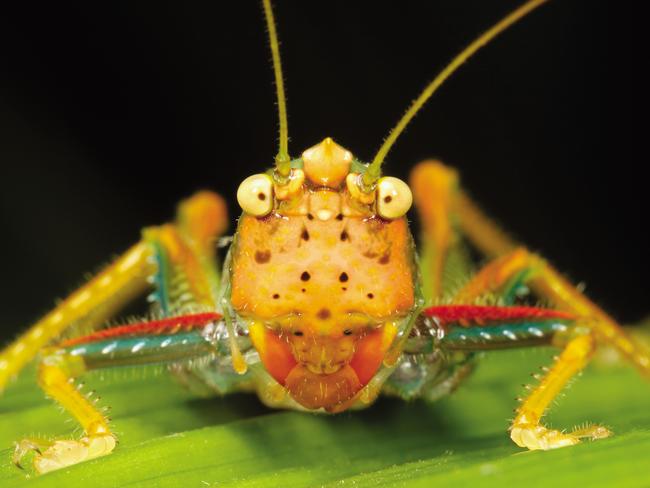 **DO NOT USE - EMBARGOED UNTIL SEPTEMBER 30 2018 - FOR SUNDAYS** GROUP WEB + PRINT RIGHTS, ONE TIME USE (NO WEB UNTIL ROLLOVER)MUST CREDIT Minibeasts/Alan HendersonConehead KatydidThe inquisitive face of a Conehead Katydid (Copiphorini). They have large mandibles which are well suited to a diet of seed eating. Some are opportunistic predators, tackling prey such as caterpillars with their spiny front legs.An image from the book, Minibeasts by Alan Henderson.  Picture: Minibeasts/Alan HendersonMinibeasts, is available from www.exislpublishing,com and wherever incredible books are sold.