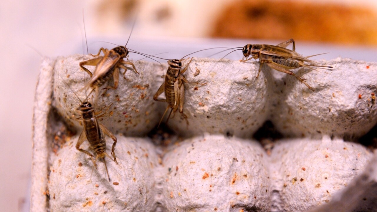 ‘Insects, algae and bacteria’: WA Labor MPs push Aussies to give up red meat