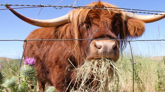 A highland cow at Curringa Farm in Tasmania's Derwent Valley. Picture: Linda Smith