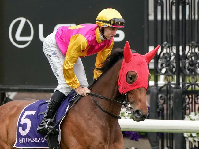 Oh Too Good on the way to the barriers prior to the running of the Melbourne Cup Carnival Country Final at Flemington Racecourse on November 07, 2024 in Flemington, Australia. (Photo by George Sal/Racing Photos via Getty Images)