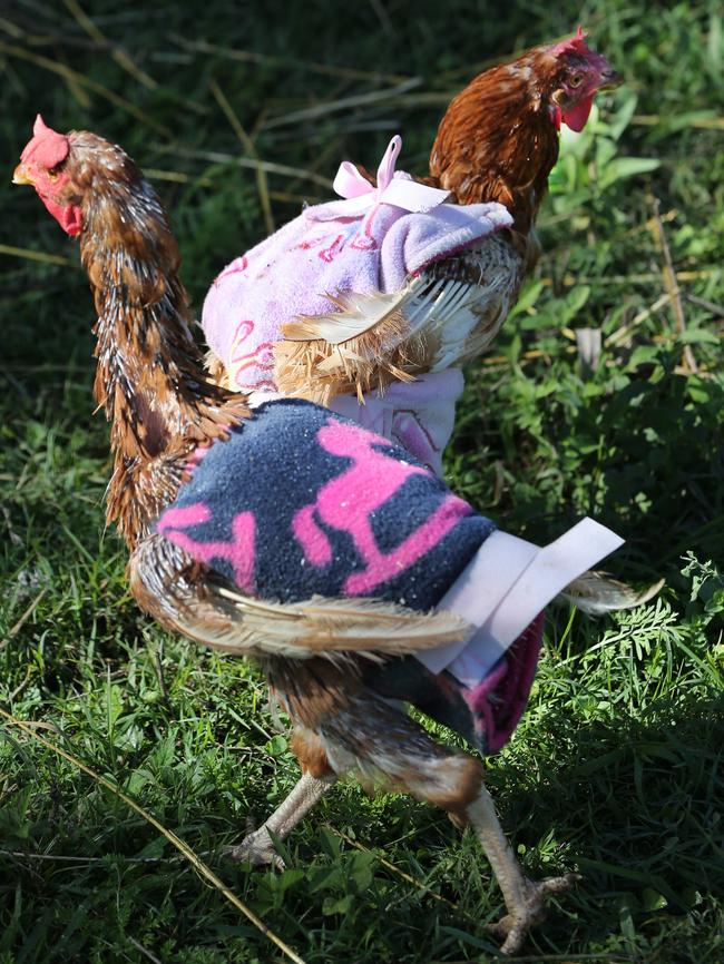 The chooks don’t have many feathers at the moment. Picture Glenn Hampson.