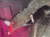 WATCH: Black swans reunite after rescue