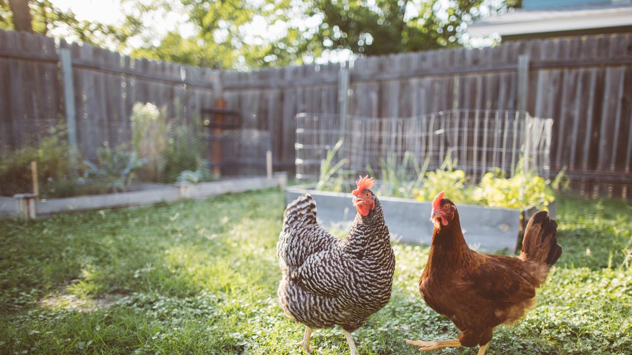 Backyard chickens have been blamed for a recent outbreak of salmonella in Victoria.