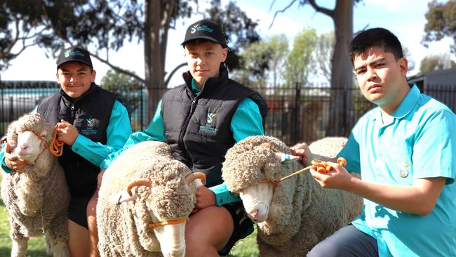 Greater Shepparton Secondary College Year 10 Agriculture students Jag Weston, Rory Donnelly and Zulfiqar Karimi with show sheep Mike, Steve and Fred which are part of the Wether Challenge.