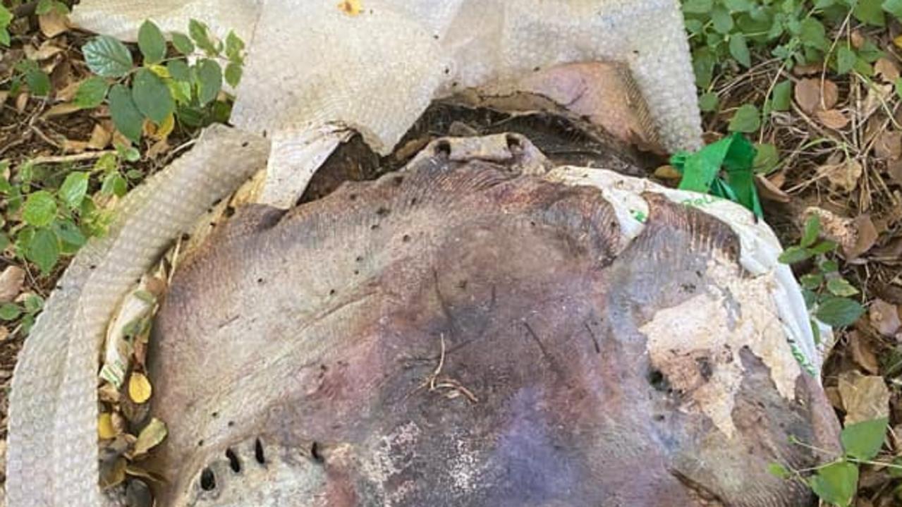 Residents have been shocked and disgusted to find dead stingrays dumped, without their barbs and in bags, on a Gympie street. Picture: Shan McClure