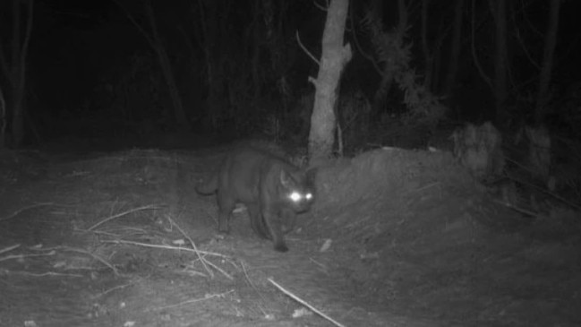 This puma snacked on a bandicoot and crow before it was captured an euthanised. Picture: Brisbane City Council via ABC News