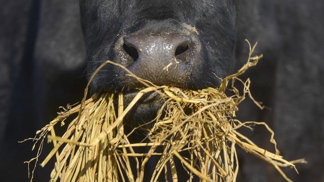 Australia’s last foot and mouth disease outbreak was sourced to contaminated packing straw from England, used as bedding straw at Cunningham’s stables, at what was then known as the Deer Park Hotel, near Melbourne.