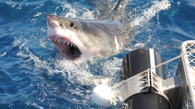 Shark ‘saves’ Toakai Teitoi after 4 months at sea | news.com.au ...