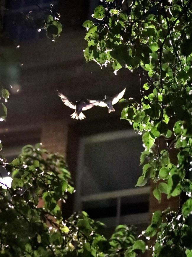 Hundreds of native tree martins nest in Leigh Street. Picture: Dean Martin