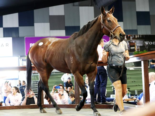 Former smart sprinter Missrock was sold for $2.3 million. Picture: Nigel Hallett