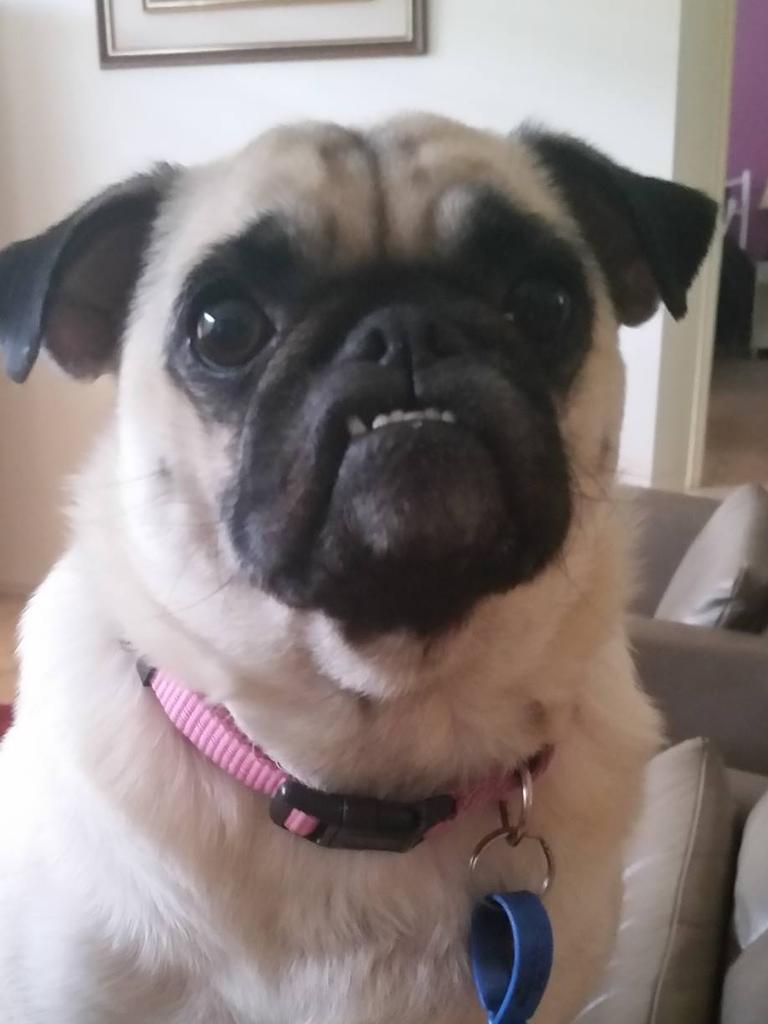 Liz Yates' two-year-old pug cross Ruby. 