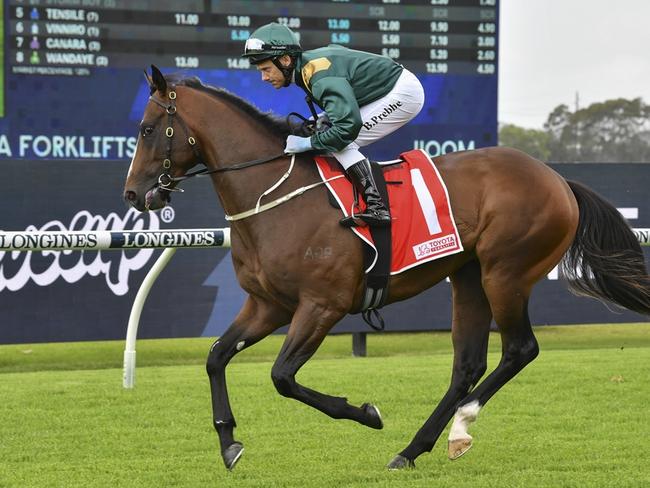 Everybody Rise can break through for his first win at Canterbury. Picture: Bradley Photos