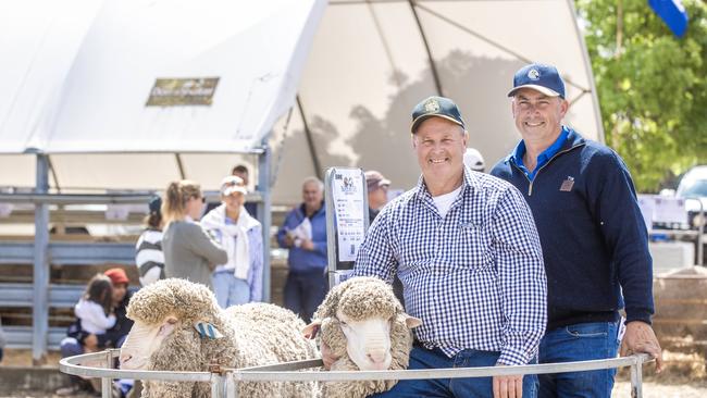 Roger and Tim Polkinghorne with some of their sale rams at Marnoo. Picture: Zoe Phillips