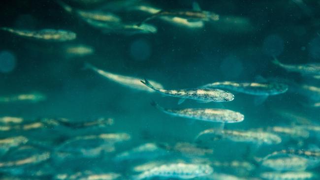 3 week old Salmon alevins at Tassal's Ranelagh hatchery in the Huon Valley, Tasmania in 2014. Picture: PETER MATHEW