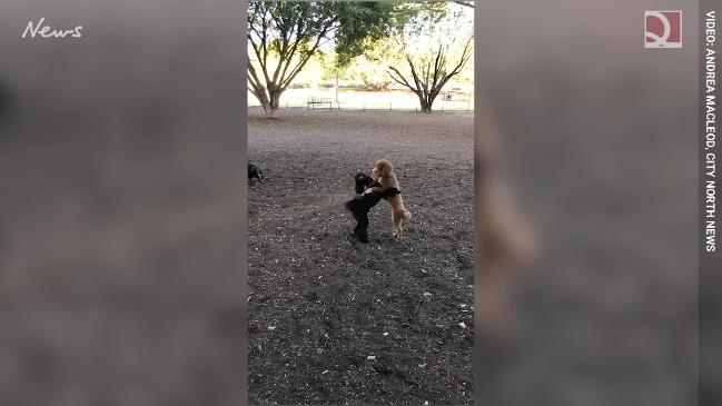 How cute are these dogs dancing?