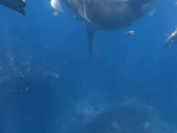 West Australian woman Jasmine Warneford filmed herself being dragged underwater by a tiger shark. Picture: Facebook
