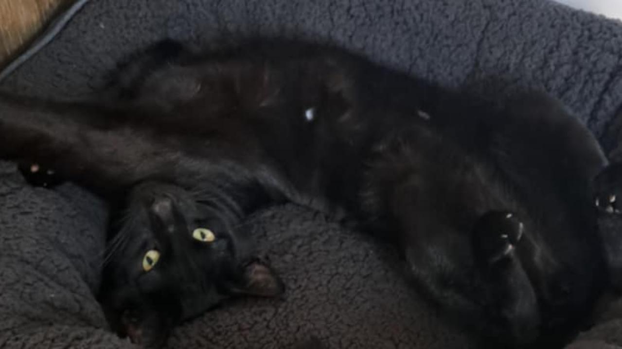 The cuddly Ziggy. Picture: Supplied