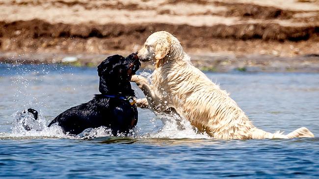 Two dogs play in the water off St Kilda Beach. Photo: Hamish Blair