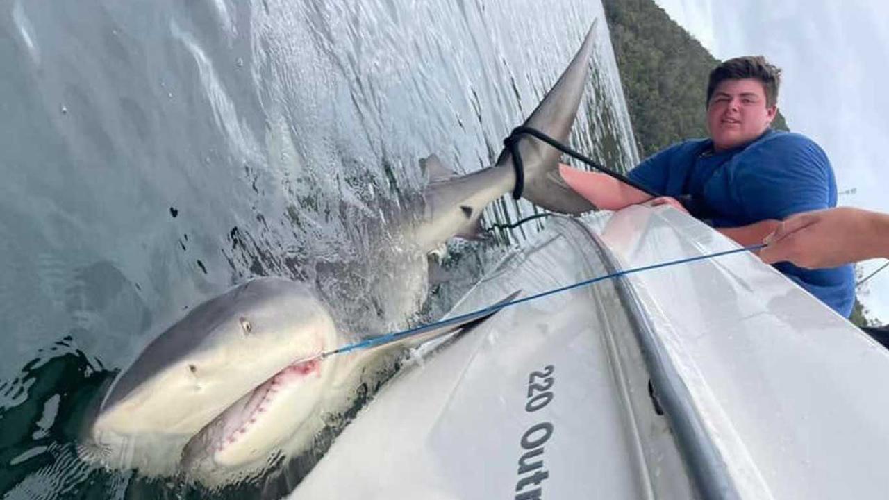 Teen catches giant bull shark in Sydney Harbour | news.com.au