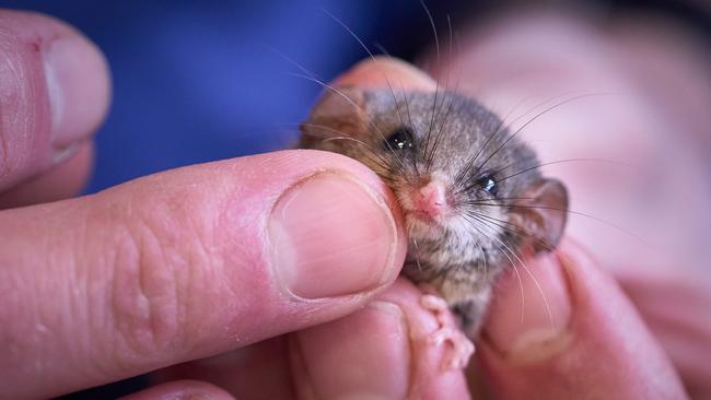 A pygmy possum at Bonorong Wildlife Sanctuary. Picture: Michael Eastwell.