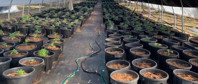 Police have seized cannabis plants inside greenhouses on a property along the Mid-North Coast. Picture: NSW Police