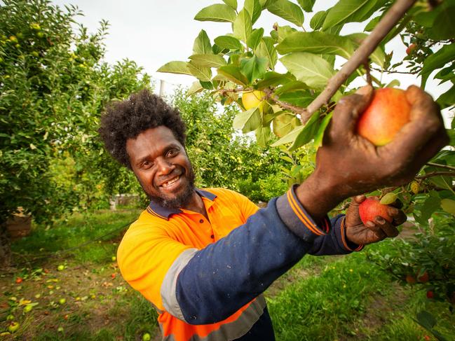 First arrivals of Pacific workers to the seasonal workforce in the Yarra Ranges at Vernview Apple Orchard in Launching Place. Massi Gregoire from Vanuatu. Picture:  Mark Stewart