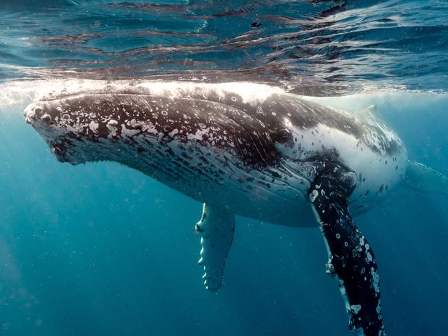 What it’s really like diving with wild Humpback whales in the Pacific