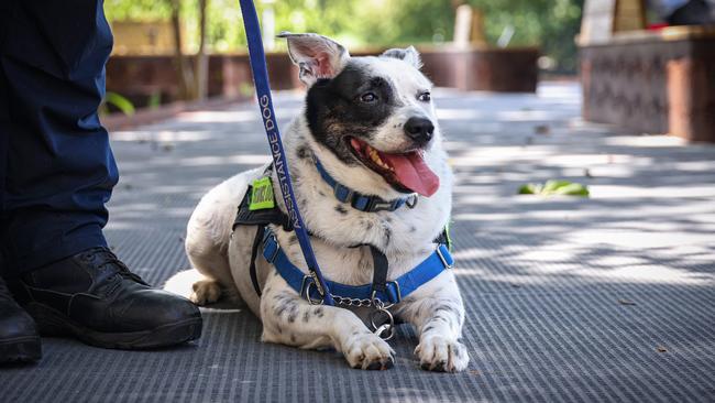 Service dog Penny. Picture: Supplied.