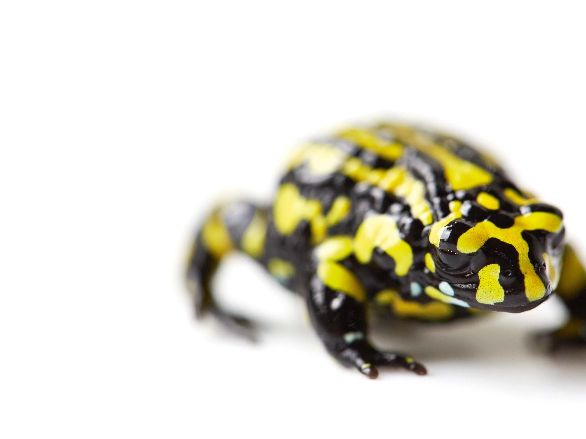 Animals of Australia - Corroboree Frog Figurine