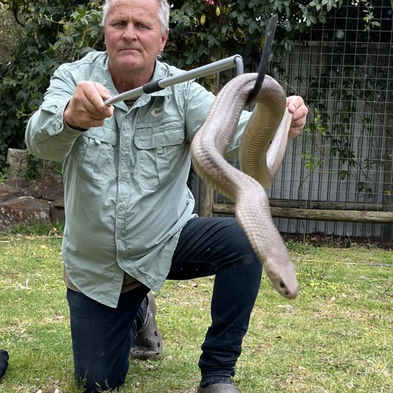 Watch: Reptile wrangler removes snake from toilet at Australian