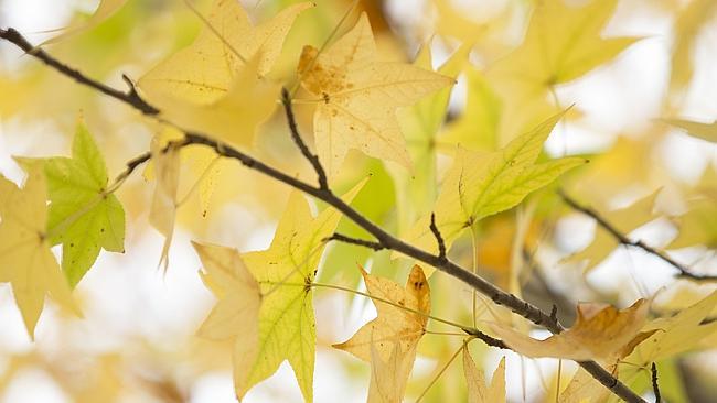 Autumn Camden, NSW Australia