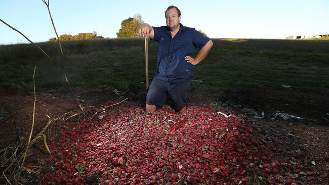 Aiden Young with tens of thousands of dollars of strawberries. Picture: Lyndon Mechielsen