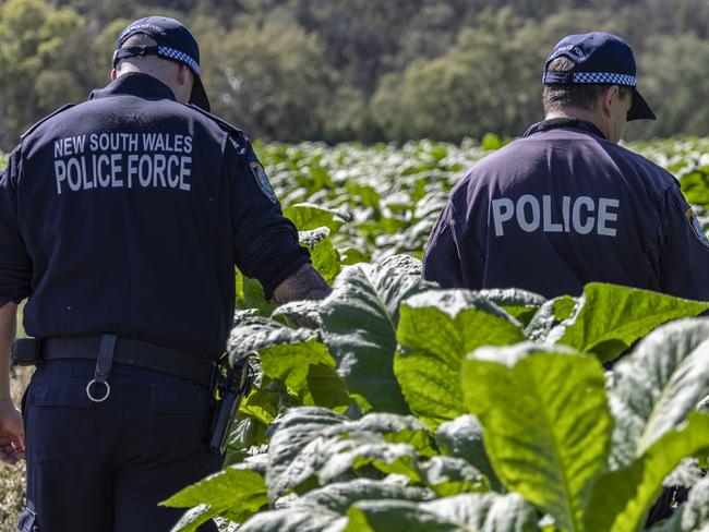 Police have raided an illegal tobacco plantation in the state’s central west, as part of a joint investigation with the Australian Taxation Office (ATO)., , Last year, police received information that an illegal tobacco crop was being grown on a property in Murga, approximately 55km east of Parkes., , Detectives from the Operation Phobetor, comprising of detectives from the NSW Police Force’s State Crime Command, the Australian Federal Police (AFP), and the Australian Criminal Intelligence Commission (ACIC), and in consultation with investigators from the ATO and the Australian Border Force (ABF)-led Illicit Tobacco Taskforce, commenced an investigation under Strike Force Naiad and Operation Junglevine 2., , Following investigations, police, ATO officers attended the property in Murga and executed a warrant about 10am last Wednesday (5 April 2023), where they located, seized and destroyed approximately 16 tonnes of illicit tobacco. Picture: NSW Police.