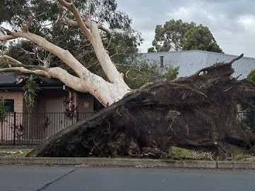 A huge street tree in Anzac Avenue, Engadine, outside the Jehova's Witnesses church, was uprooted by today's ferocious wind. Monty Montgomery posted the photo on the Engadine / Heathcote Community Facebook Page.