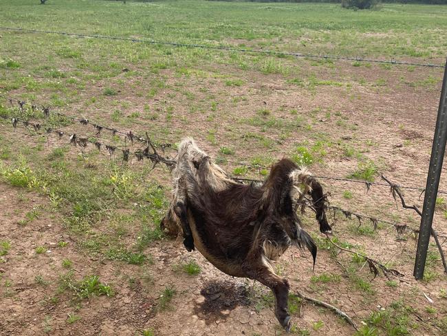 Tash Johnston and a team from Farm Angels on a property between Quilpie and Windorah still recovering from the devastating Queensland floods.
