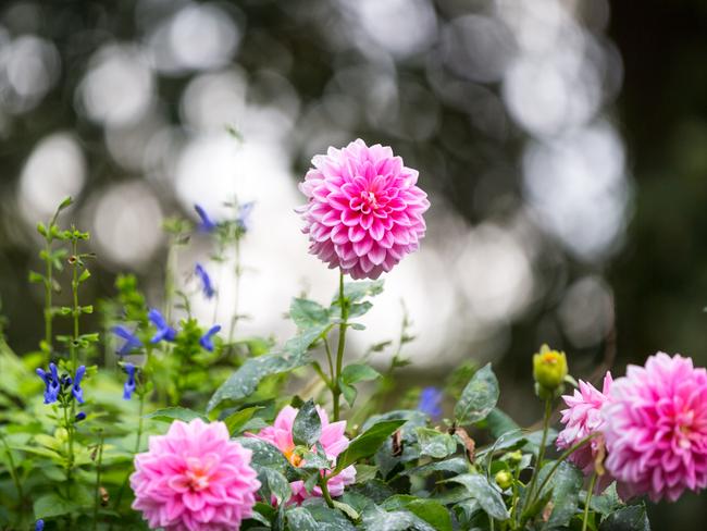 Dahlias are one of the drawcards when they come into bloom.