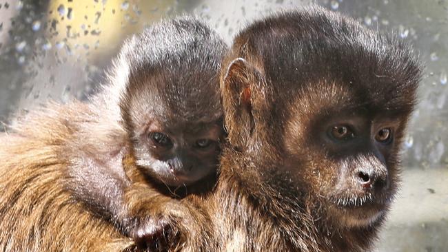 A mother capuchin monkey with its baby born at ZooDoo in Richmond recently. Picture: KIM EISZELE