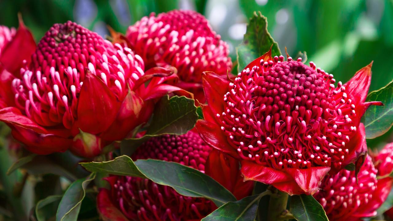 The Waratah Flower Is The Perfect Addition To This Season's, 42% OFF