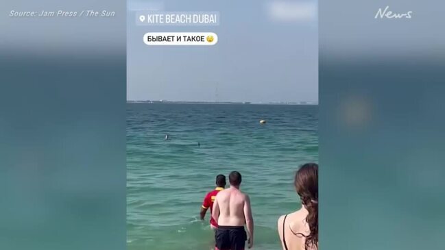 Terrifying moment giant shark stalks prey near swimmers