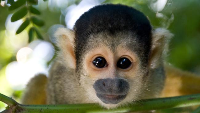 Squirrel Monkey in the Amazon.