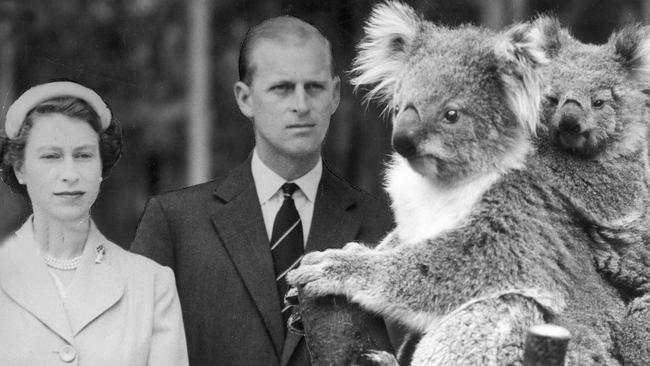 09/03/1954. Queen Elizabeth and the Duke of Windsor watch a koala at the O'Shanassy chalet, during their visit to Melbourne. 1954 Royal Tour.