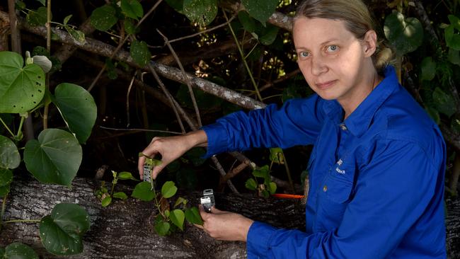 Townsville Yellow Crazy Ant Community Task Force community co-ordinator Bev Job at a crazy ant site in Douglas. Picture: Evan Morgan