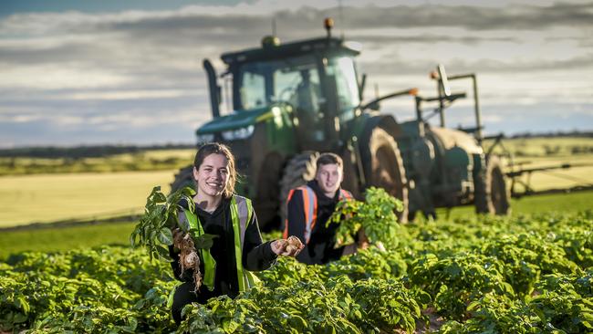 Backpackers, Ellie Hudson and Luke Pannett of England in a potato farm owned by Virginia Farmers market near Roseworthy.Immigration Minister David Coleman and Trade Minister Simon Birmingham will announce a 20 per cent increase in working holiday visas, amplifying the government's push to move migrants into the regions. The spike comes after the government changed the Working Holiday Makers program and launched a Tourism Australia campaign dubbed Australia Inc, targeting overseas school leavers to come to AustraliaTuesday 24th September. 2019. Photo Roy VanDerVegt