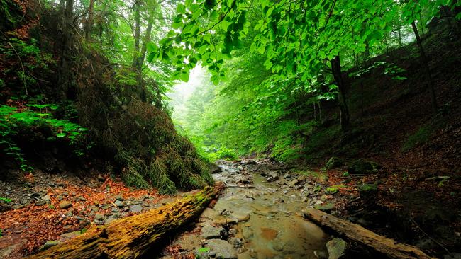 Stream running through Beech (Fagus sylvatica) forests Runcu Valley, Dambovita County, Leota Mountain Range, Romania, July