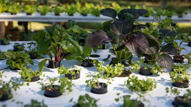 Basilea Living Herbs at Burpengary. Picture: Dominika Lis