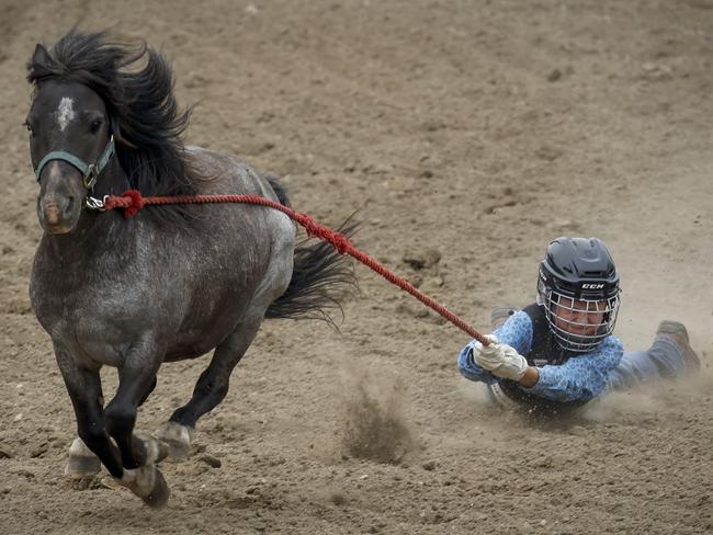 Hold your horses!: A young rodeo star takes a white-knuckle ride as part of a wild pony race at the Calgary Stampede in Canada. Picture: Leah Hennel/Getty Images