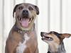 What your pet is really trying to tell you