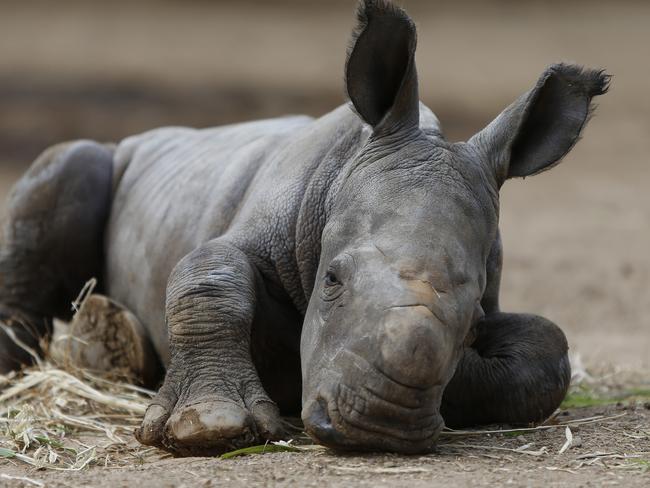 Rhino at Monarto Zoo