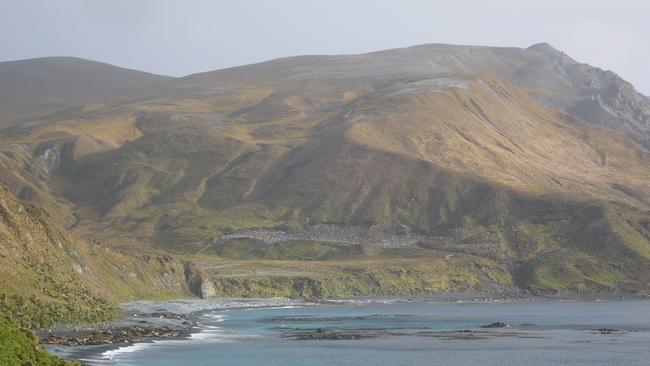 Sandy Bay on Macquarie Island. For TasWeekend. ONE TIME USE. Picture: Macquarie Island Conservation Foundation