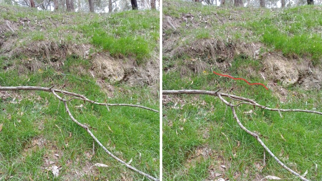 The copperhead snake was hard to spot. Source: HodgsonsSnakes/Facebook